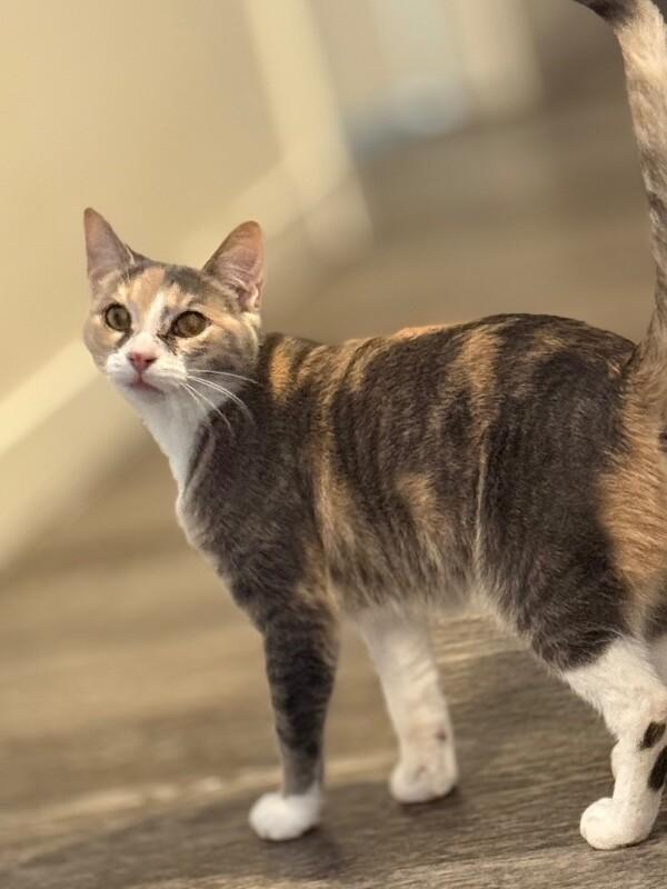 Opal, a Adoptable Calico in Alma, WI image 1/6