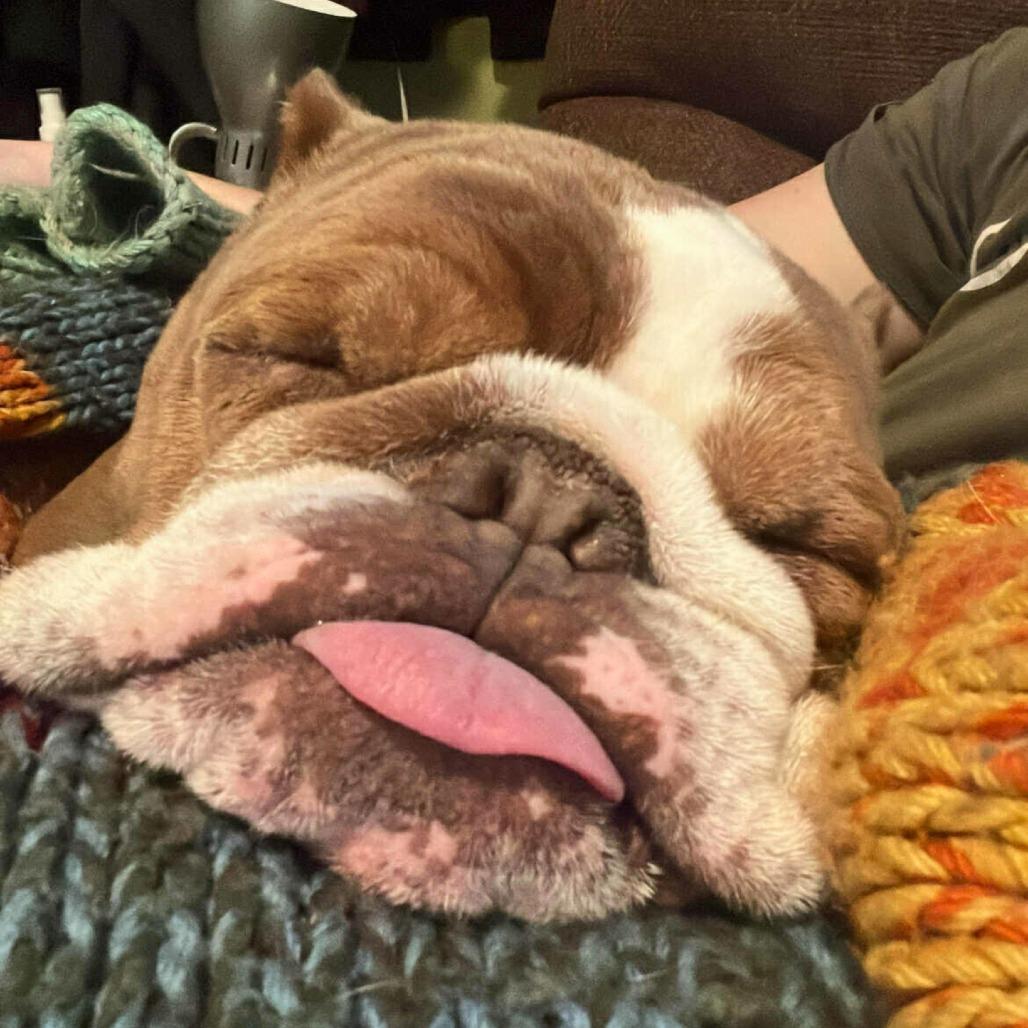 Gus (fka Patton), Adoptable, Senior Male Mixed Breed.