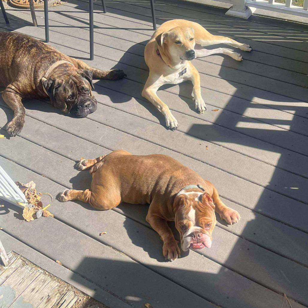 Gus (fka Patton), a Adoptable Mixed Breed in South Portland, ME image 2/6