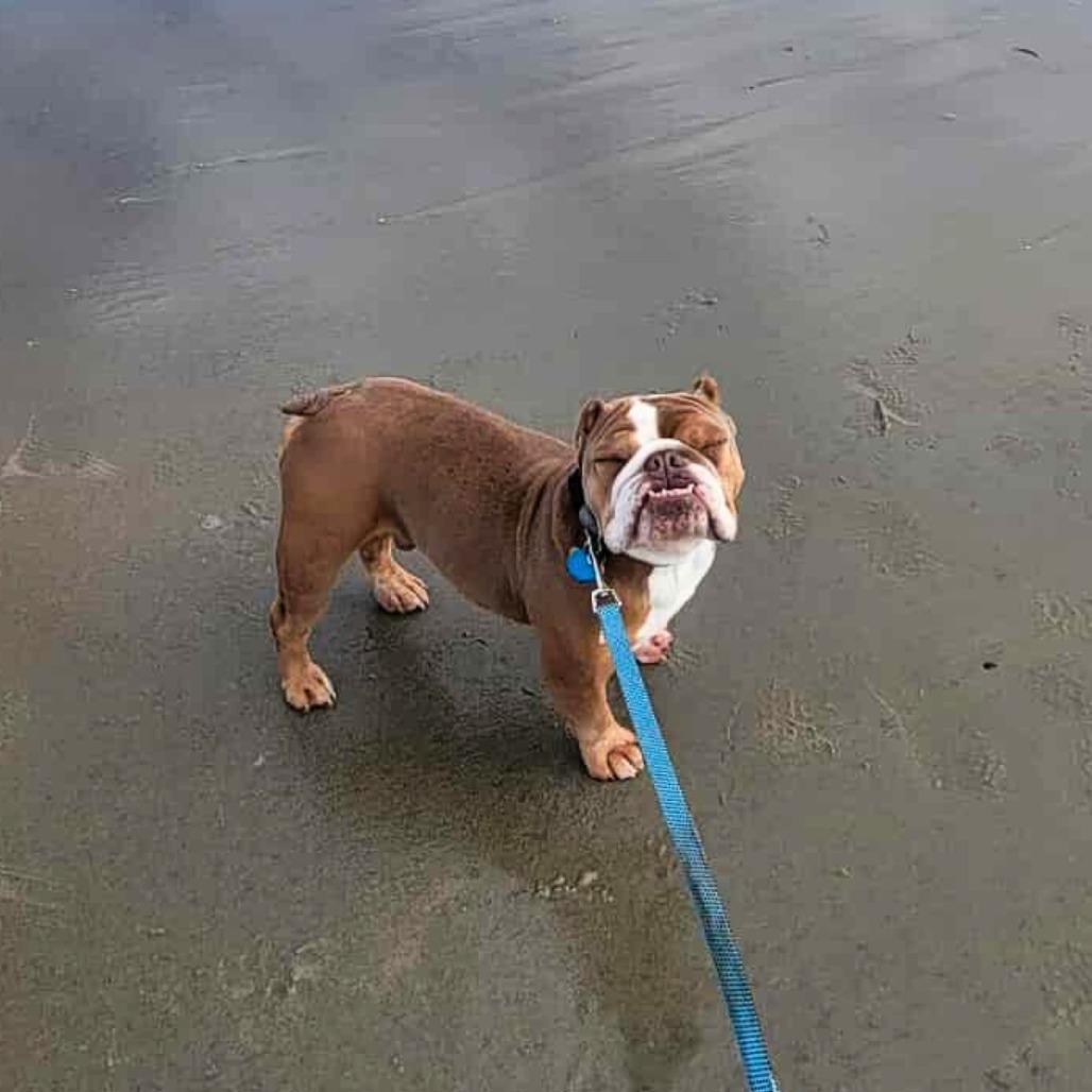 Gus (fka Patton), a Adoptable Mixed Breed in South Portland, ME image 3/6