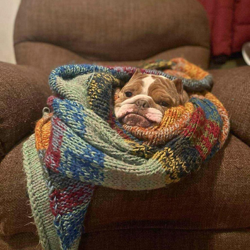 Gus (fka Patton), a Adoptable Mixed Breed in South Portland, ME image 4/6