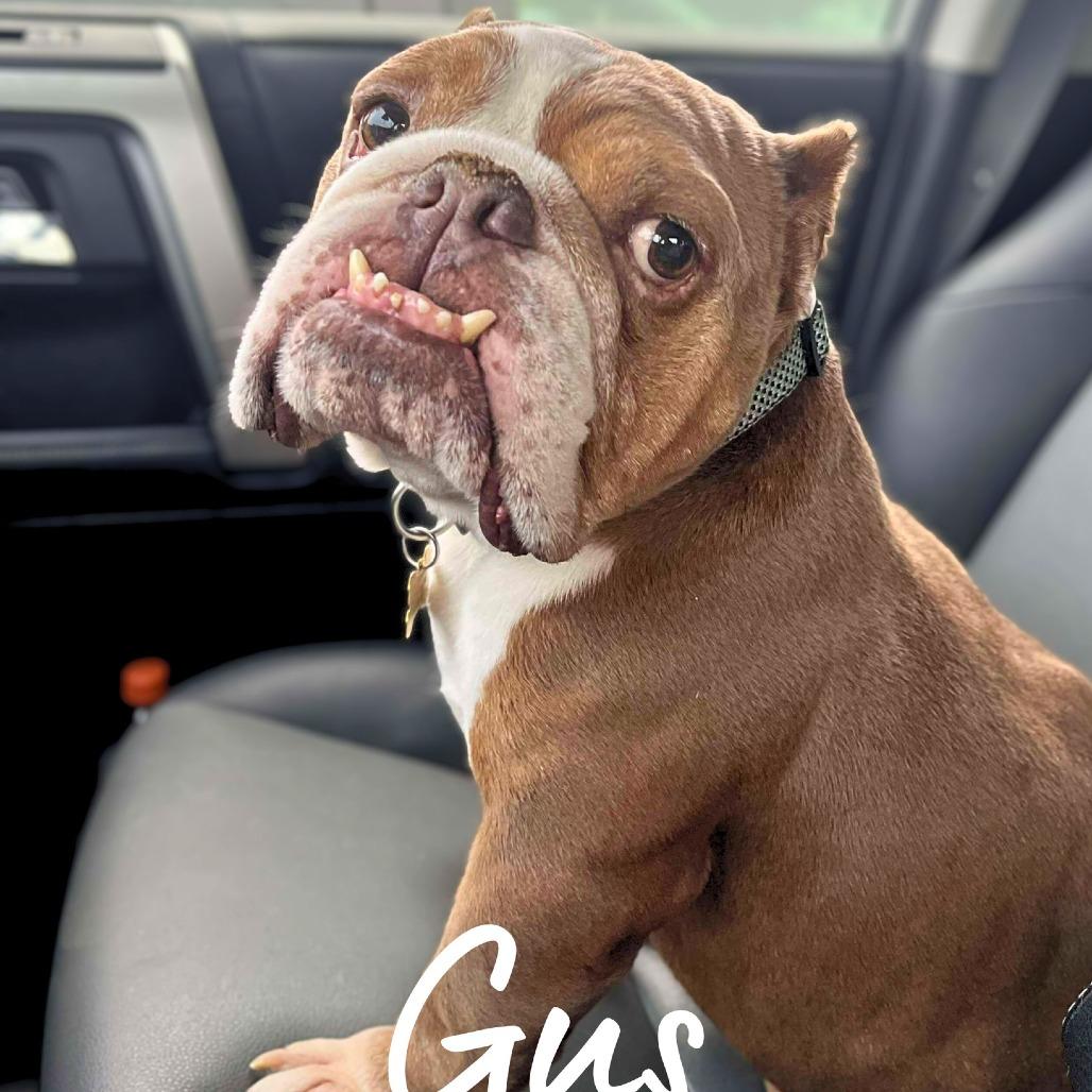 Gus (fka Patton), a Adoptable Mixed Breed in South Portland, ME image 5/6