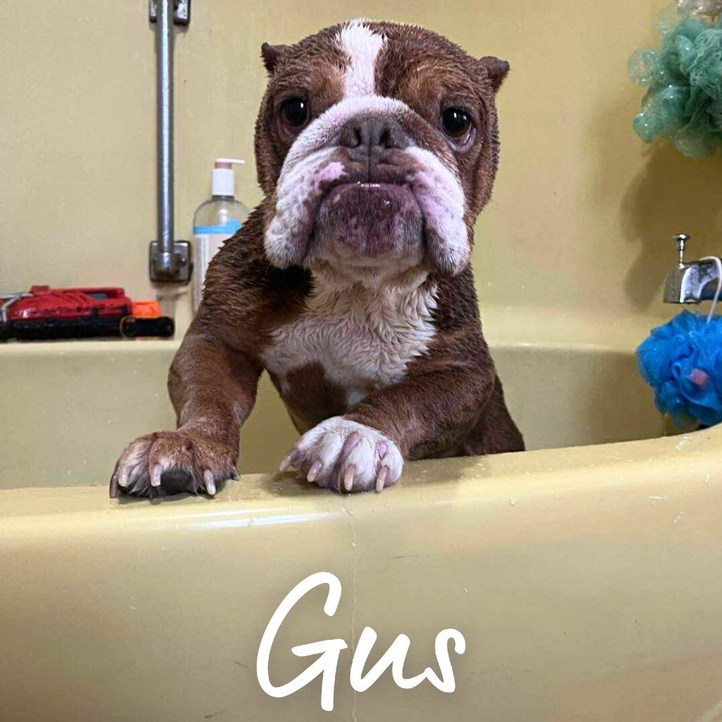Gus (fka Patton), a Adoptable Mixed Breed in South Portland, ME image 6/6