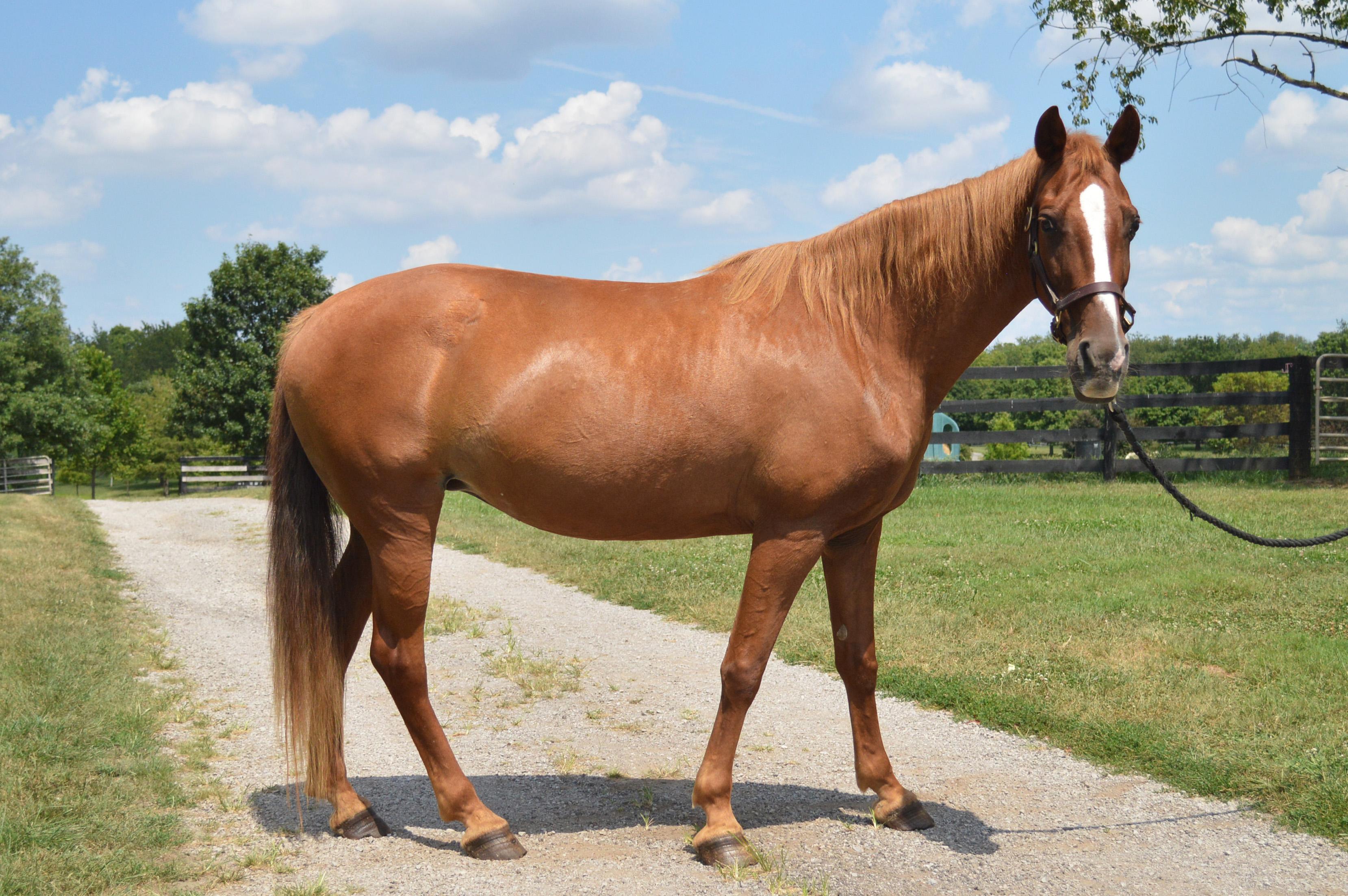 Enlarge Red, a Adoptable Tennessee Walker in Nicholasville, KY image 2/4