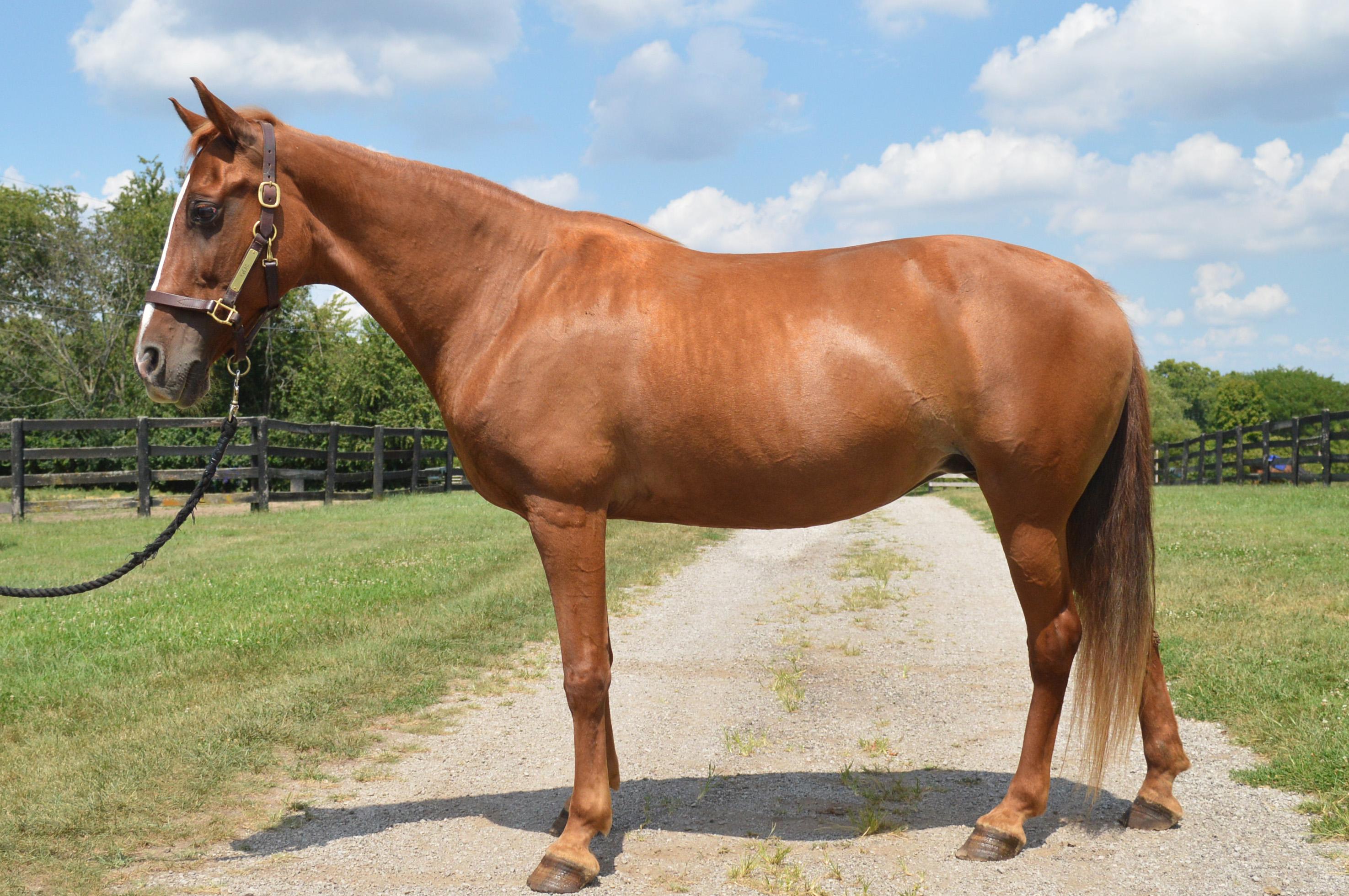 Enlarge Red, a Adoptable Tennessee Walker in Nicholasville, KY image 3/4