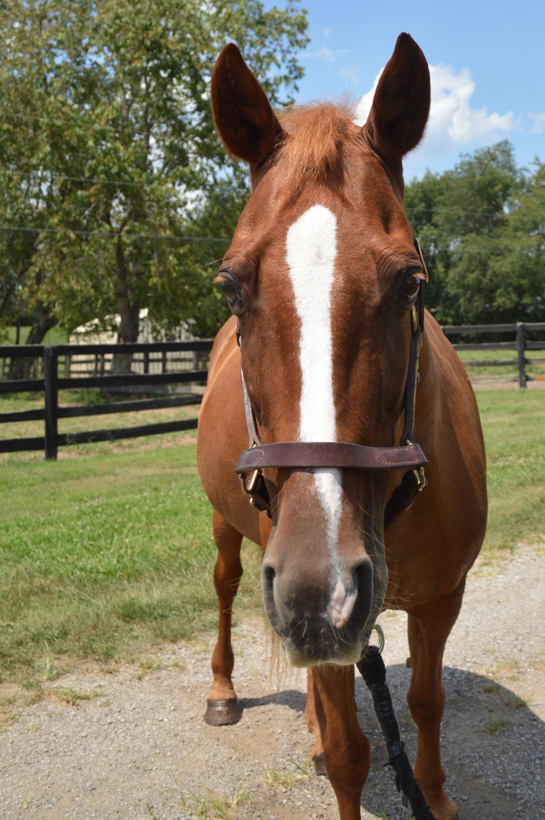 Enlarge Red, a Adoptable Tennessee Walker in Nicholasville, KY image 4/4