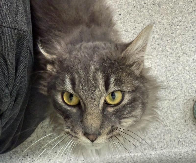 Enlarge Kiran, a Adoptable Domestic Long Hair in Kent, WA image 2/3