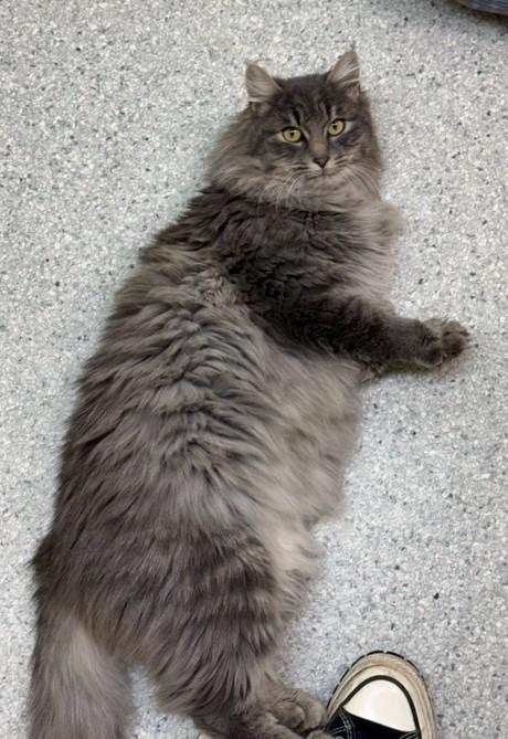 Enlarge Kiran, a Adoptable Domestic Long Hair in Kent, WA image 1/3