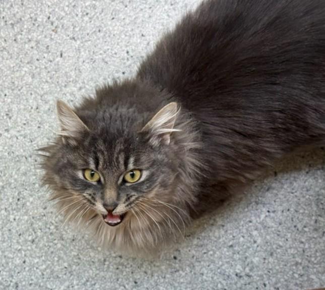 Enlarge Kiran, a Adoptable Domestic Long Hair in Kent, WA image 3/3