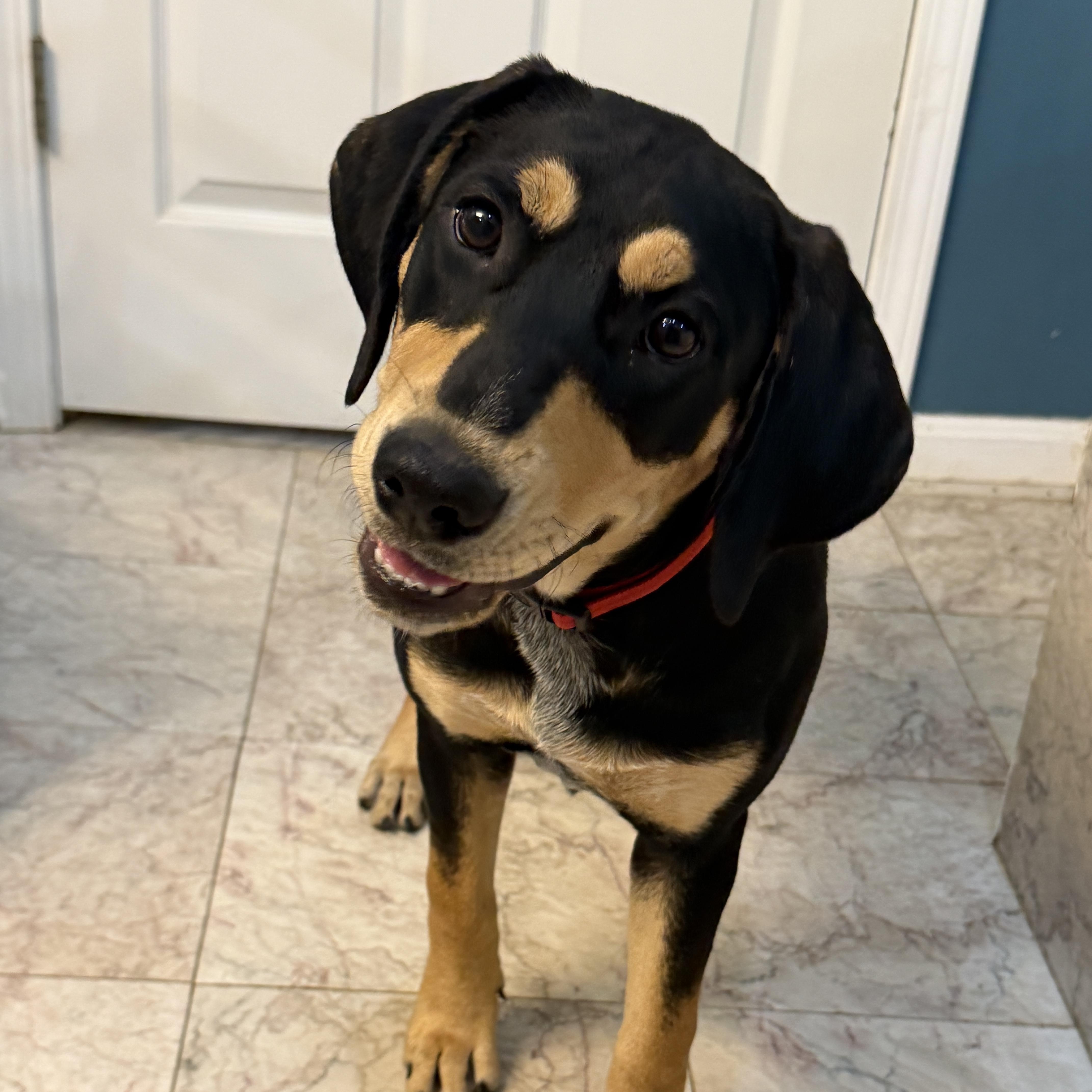 Birdie, Adoptable, Puppy Female Bluetick Coonhound & Golden Retriever.