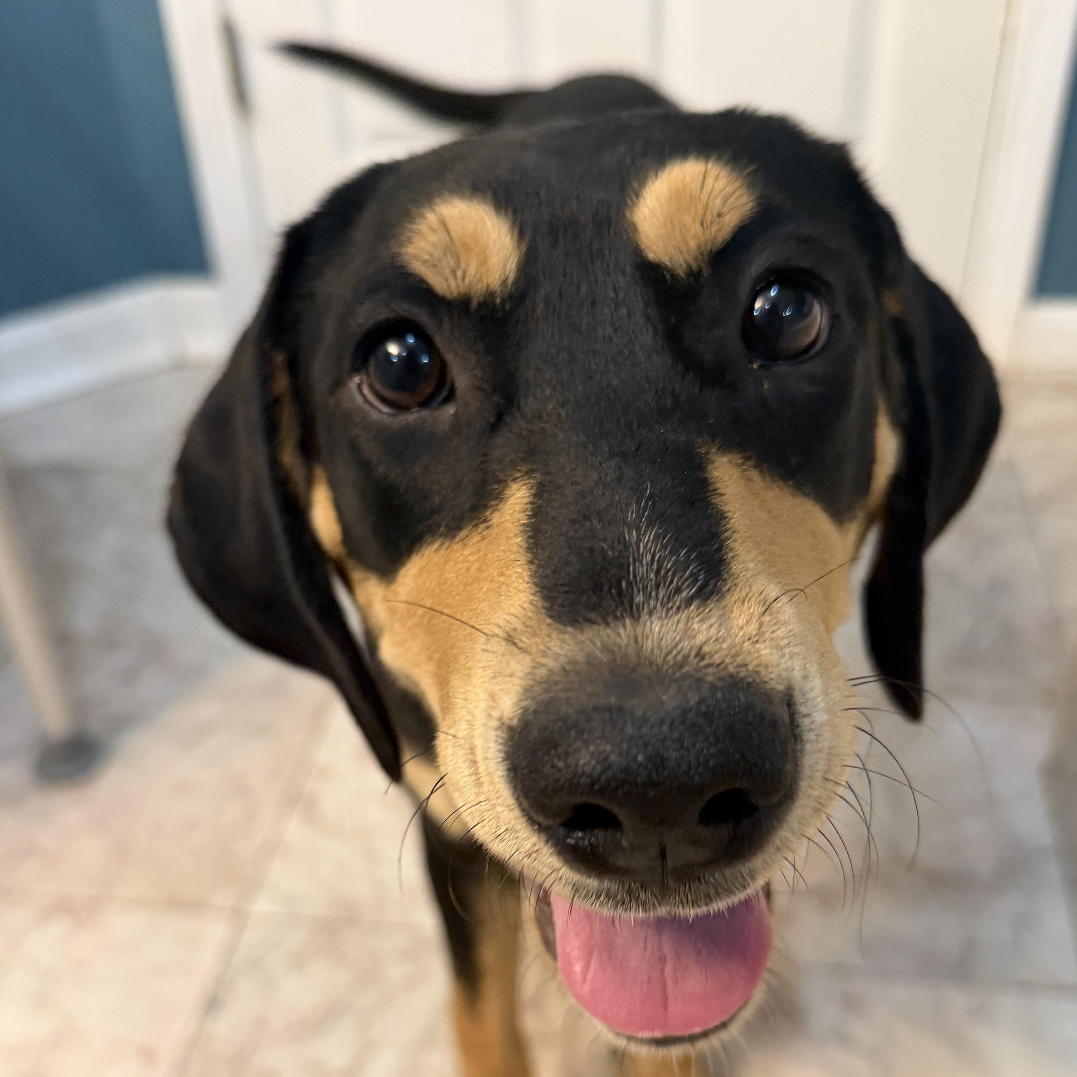 Enlarge Birdie, a Adoptable mixed breed in Portland , ME image 2/6