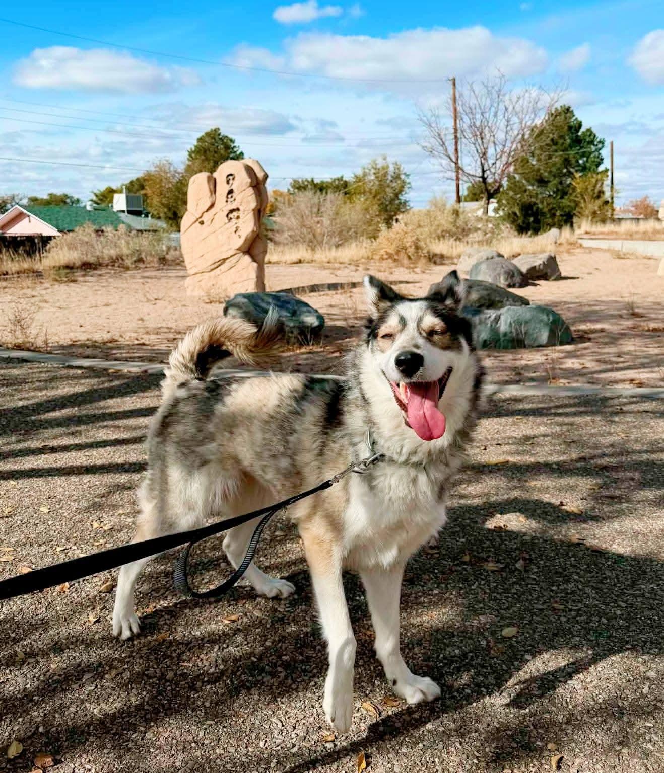 Lol-Spirit, a ADOPTABLE Husky in Billings, MT image 2/2
