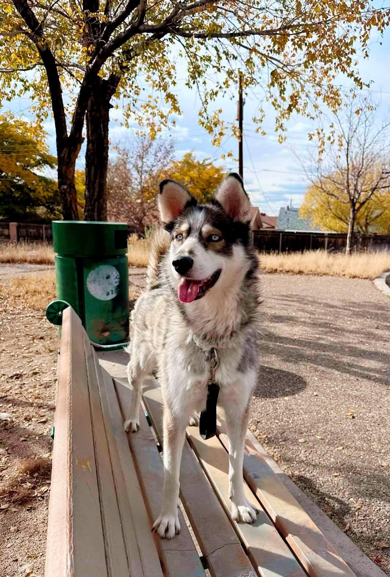 Lol-Spirit, ADOPTABLE, Adult Female Husky.