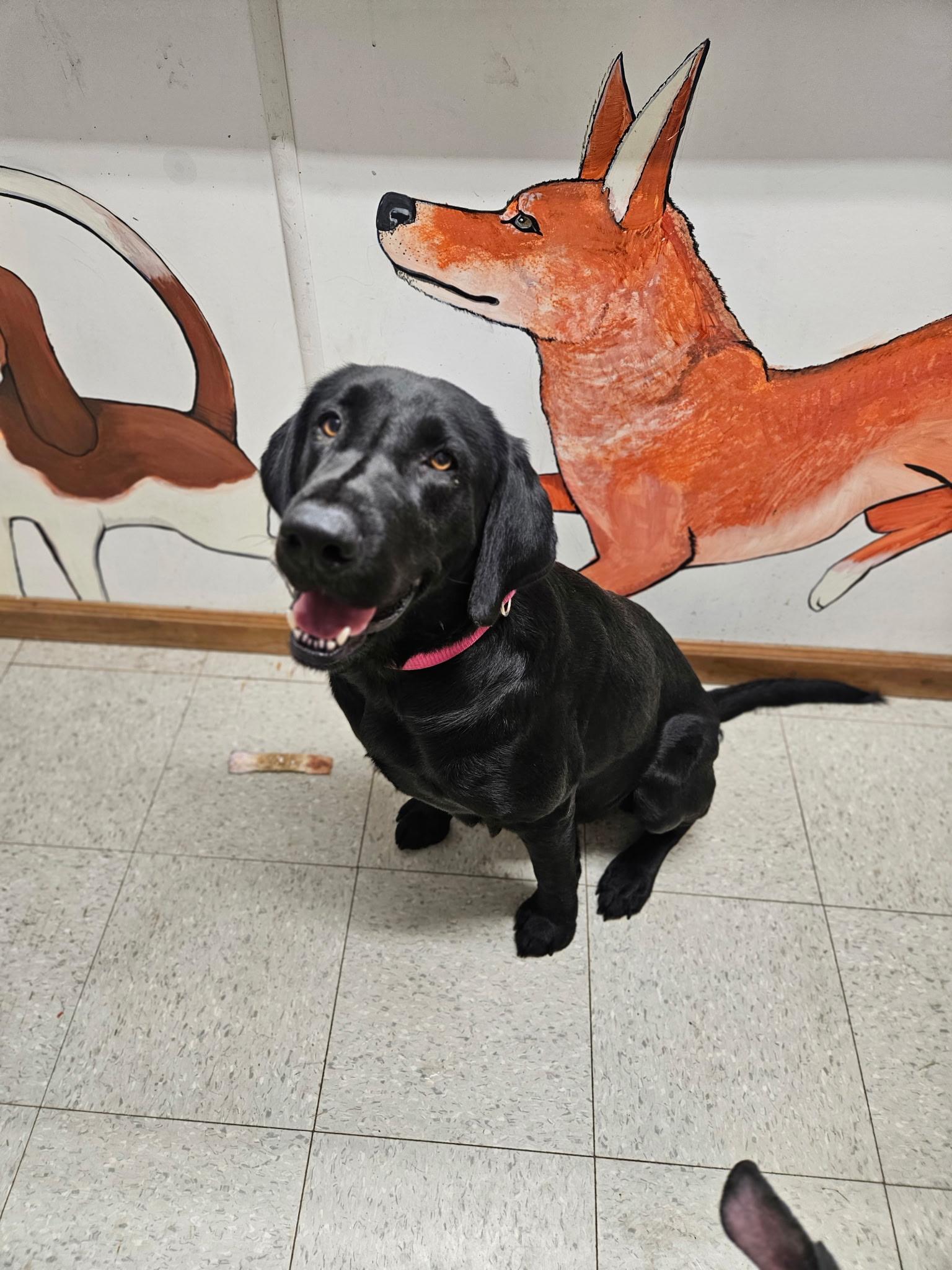 Cleo, Adoptable, Adult Female Black Labrador Retriever.