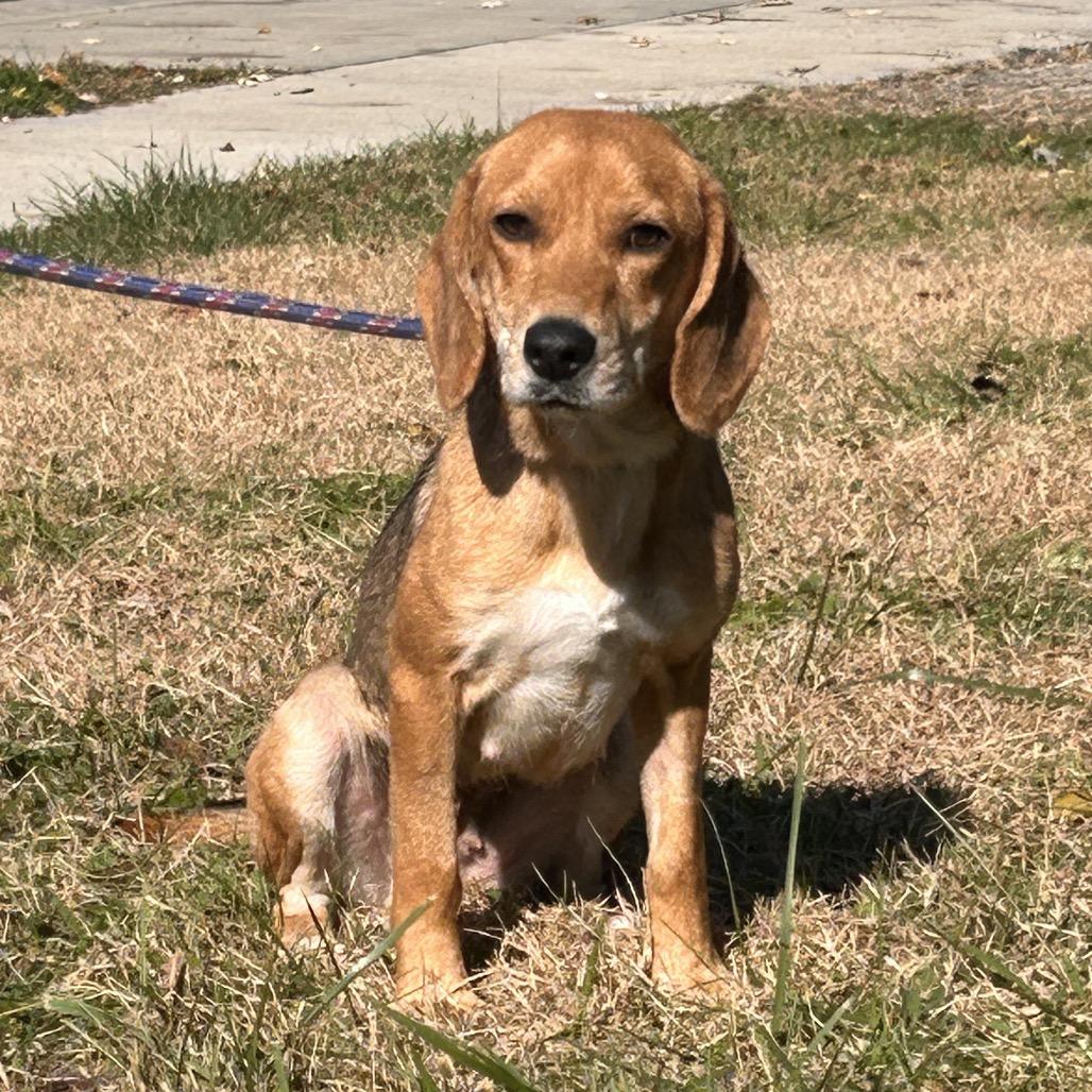 Starla, Adoptable, Adult Female Beagle.