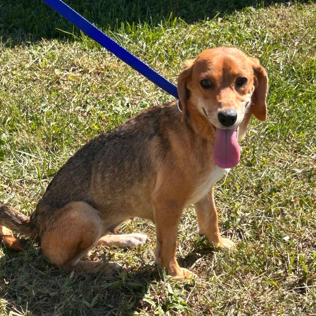 Enlarge Starla, a Adoptable mixed breed in Cincinnati, OH image 3/6