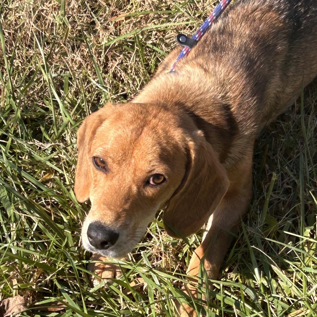 Enlarge Starla, a Adoptable mixed breed in Cincinnati, OH image 4/6