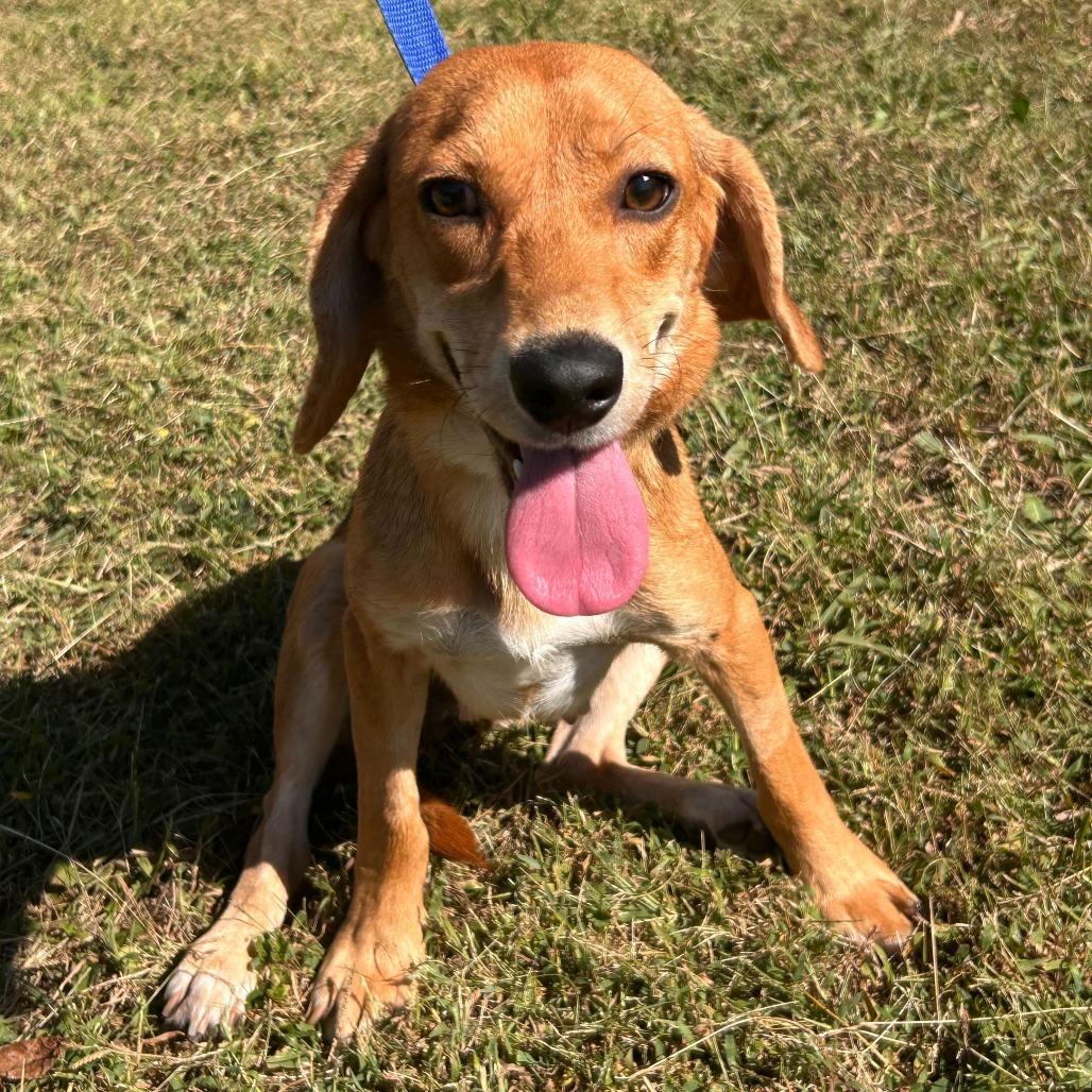 Enlarge Starla, a Adoptable mixed breed in Cincinnati, OH image 5/6