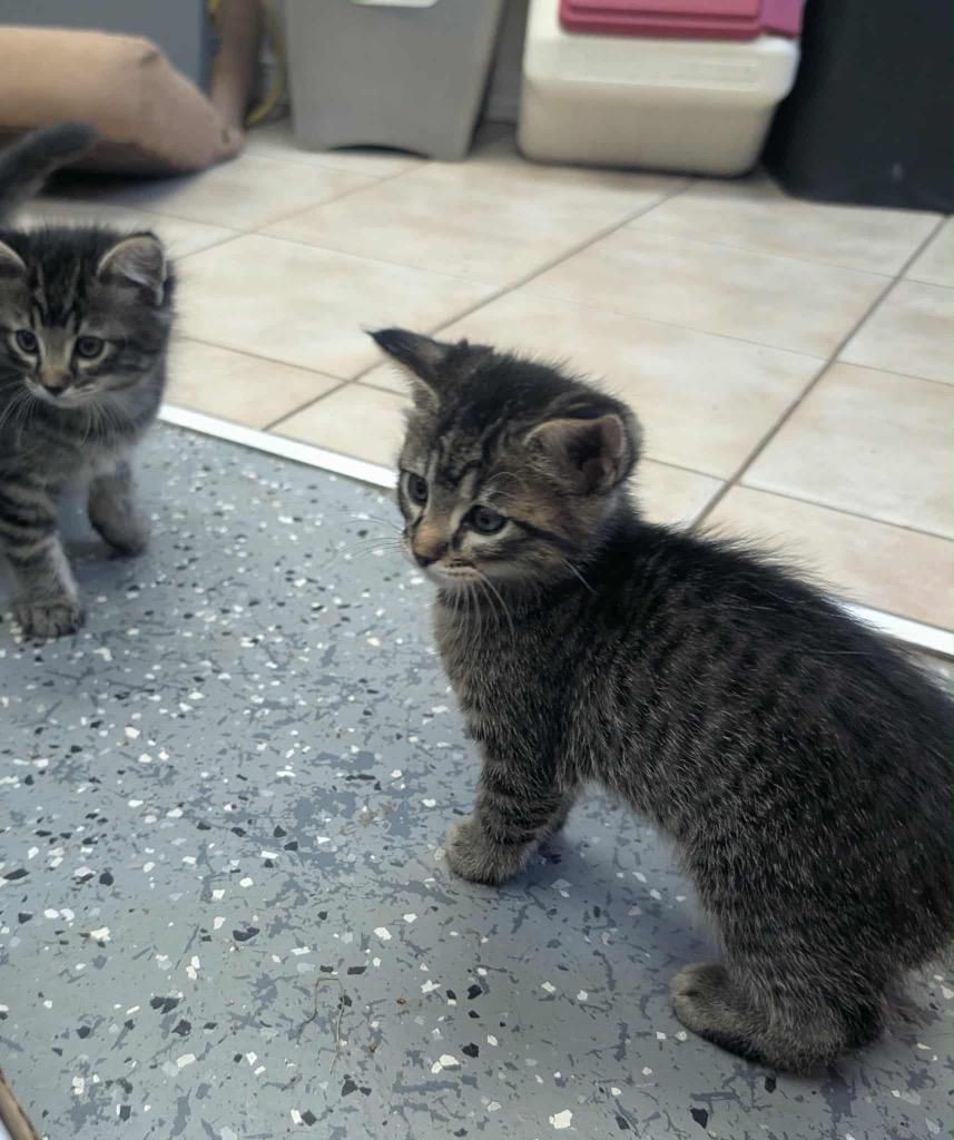 Enlarge Snickers, a Adopted Tabby in Grand Junction, CO image 1/1