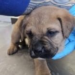 Enlarge Peppermint , a ADOPTABLE mixed breed in Edgewood, NM image 1/1