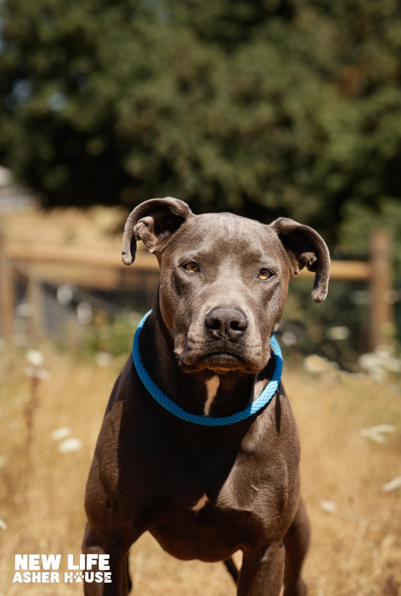 Misty, Adoptable, Adult Female Pit Bull Terrier & Weimaraner.