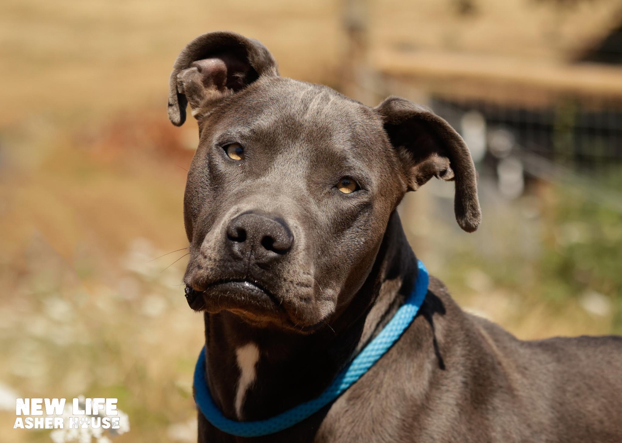 Misty, a Adoptable mixed breed in Portland, OR image 2/5