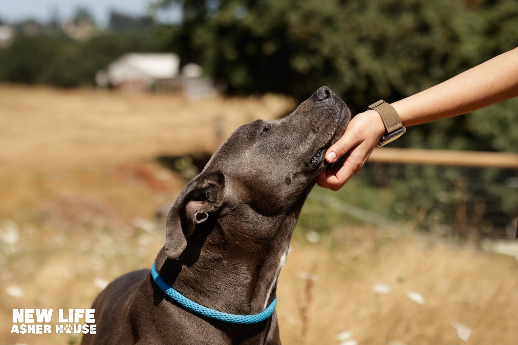Misty, a Adoptable mixed breed in Portland, OR image 3/5