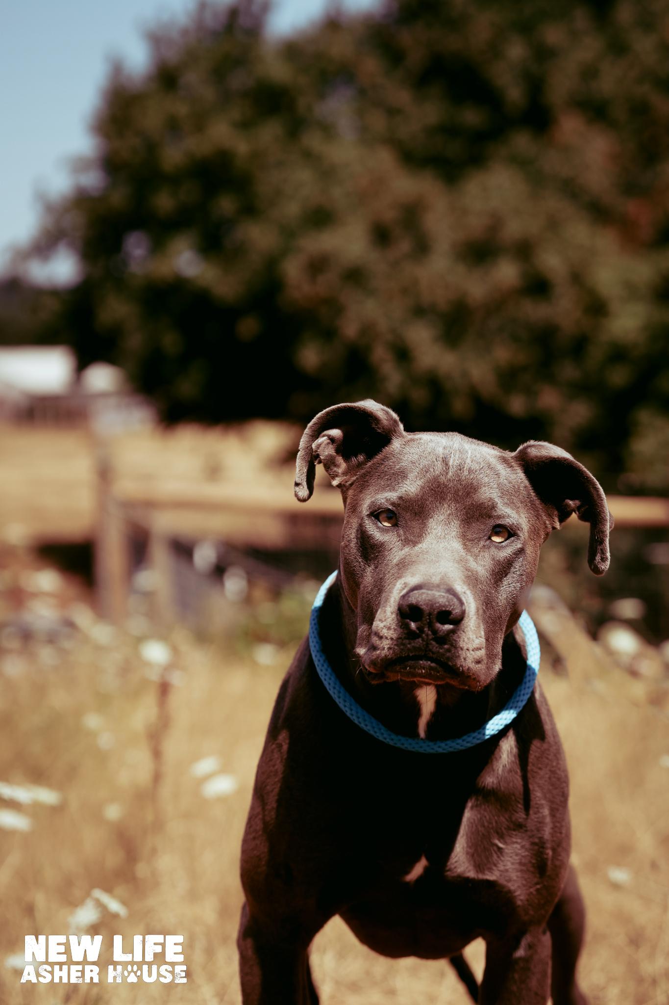 Misty, a Adoptable mixed breed in Portland, OR image 4/5