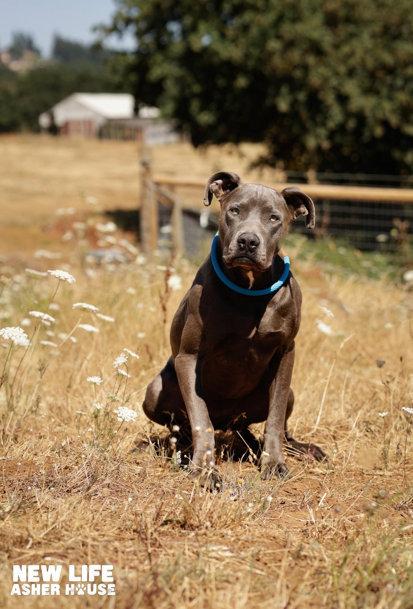 Misty, a Adoptable mixed breed in Portland, OR image 5/5