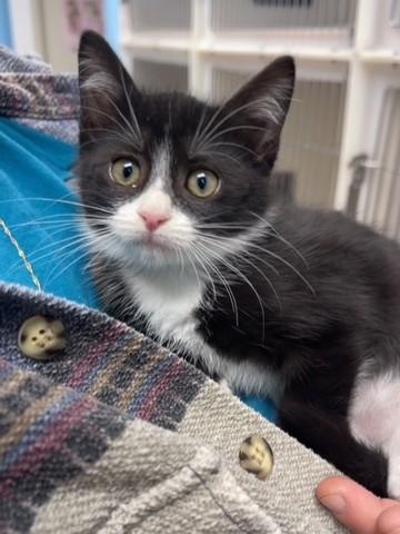 Doralee, Adoptable, Kitten Female Domestic Short Hair.