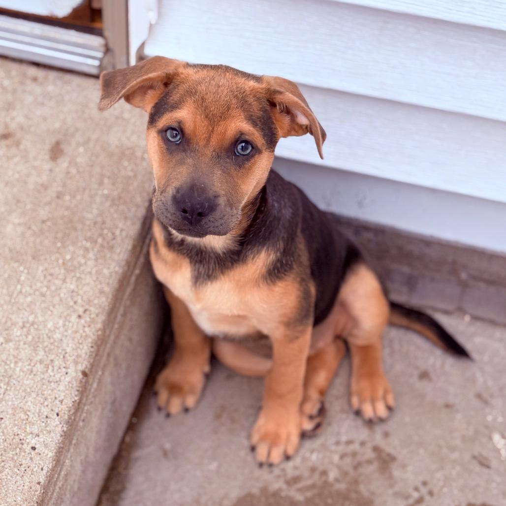 Enlarge Mopsy , an adoptable Mixed Breed in Fenton, MI image 1/1
