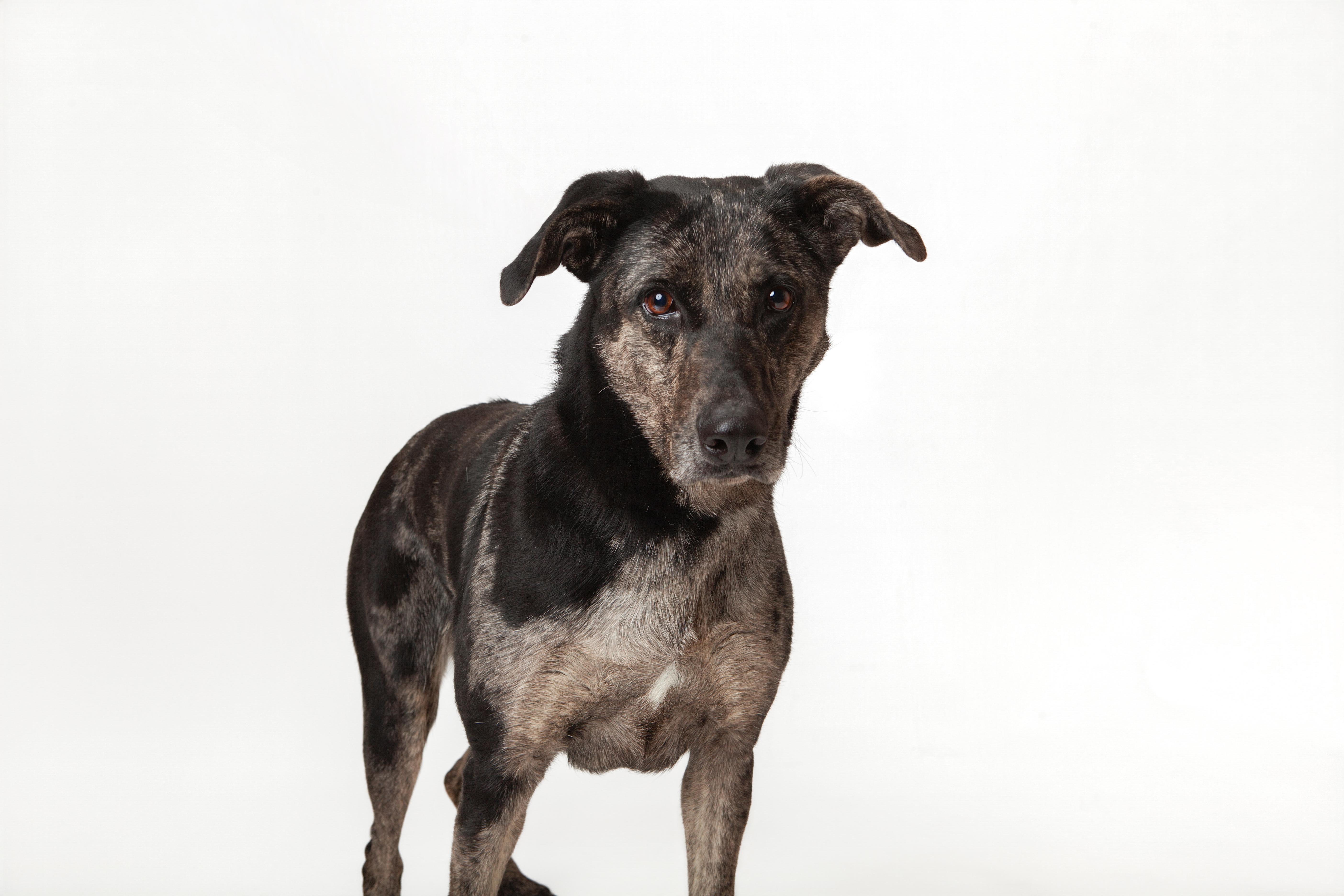 Enlarge Earthloaf (El), a Adoptable Catahoula Leopard Dog in Guthrie, OK image 2/6