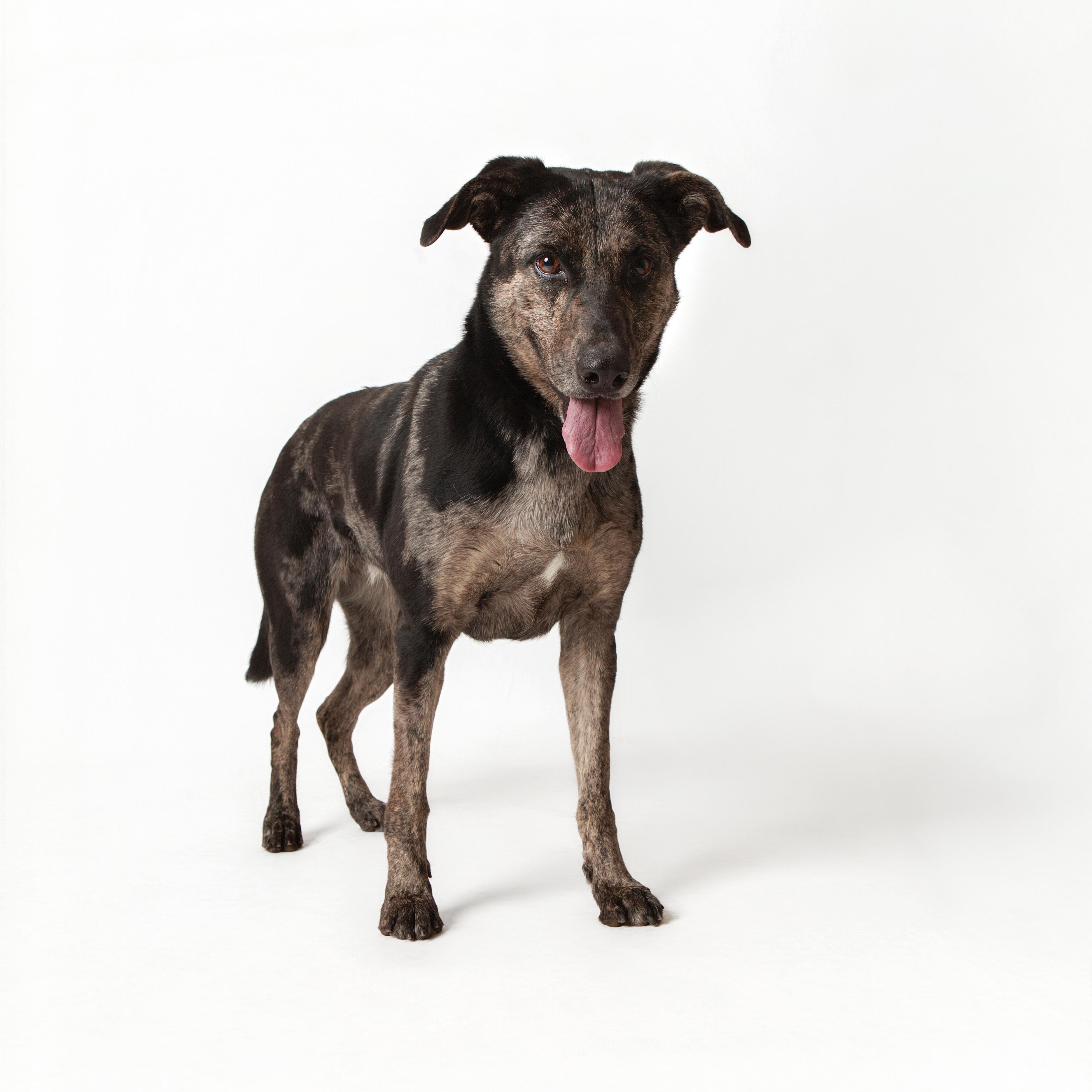 Earthloaf (El), Adoptable, Young Female Catahoula Leopard Dog.