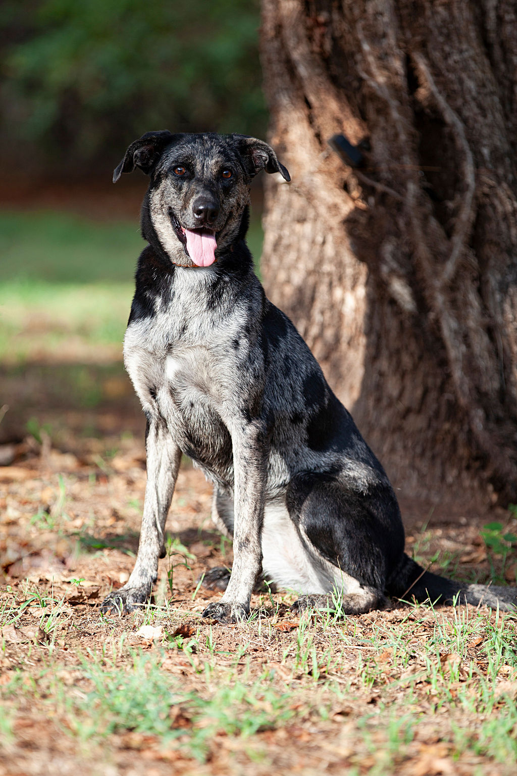 Earthloaf (El), Young Female Catahoula Leopard Dog