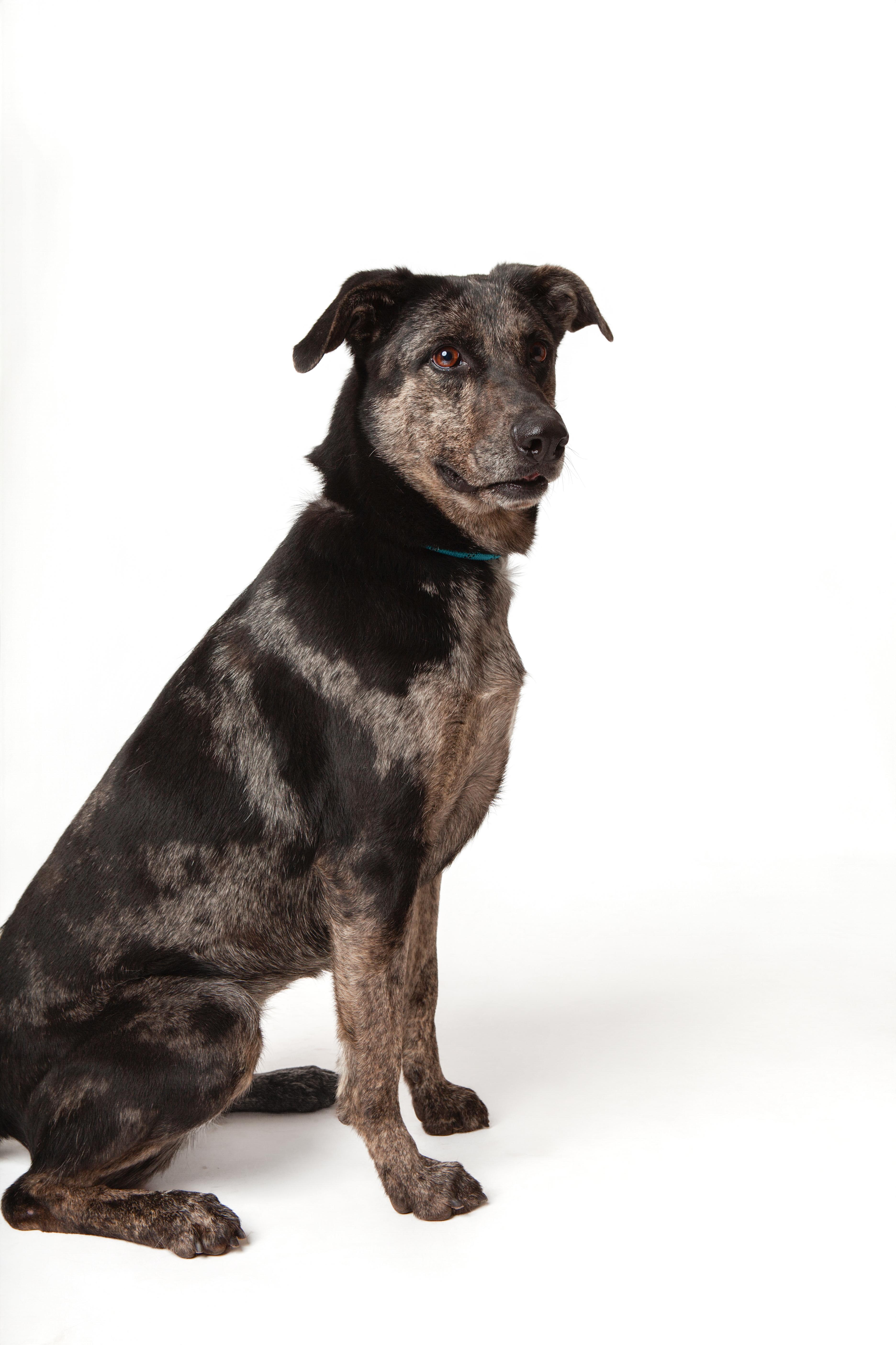 Enlarge Earthloaf (El), a Adoptable Catahoula Leopard Dog in Guthrie, OK image 3/6