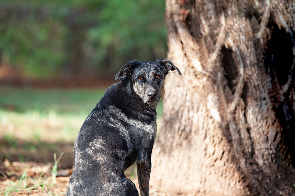 Enlarge Earthloaf (El), a Adoptable Catahoula Leopard Dog in Guthrie, OK image 4/5