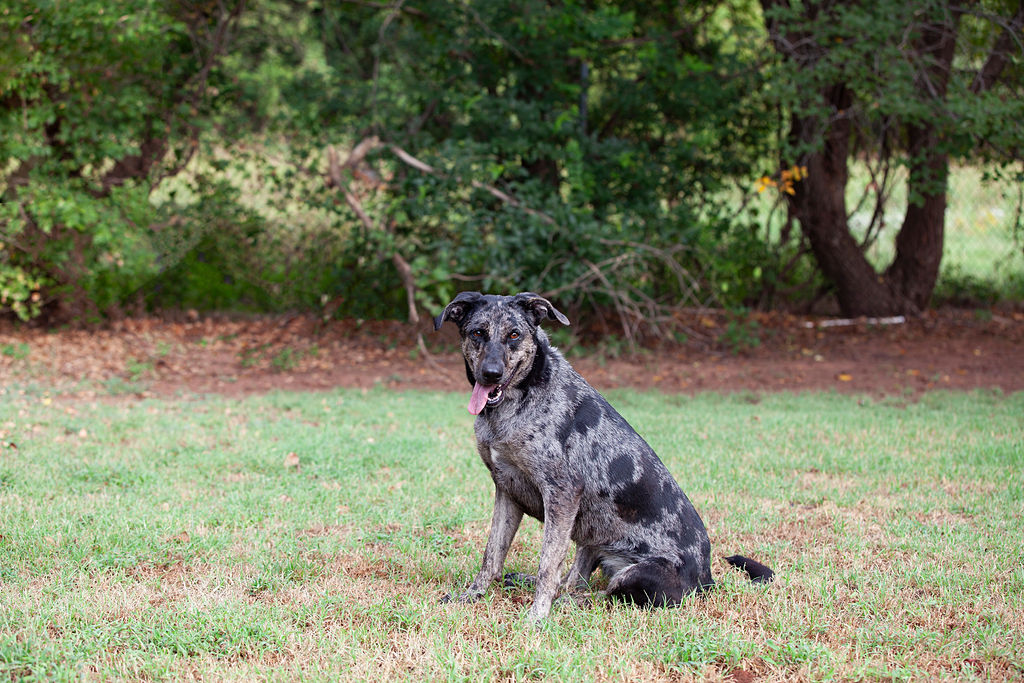 Enlarge Earthloaf (El), a Adoptable Catahoula Leopard Dog in Guthrie, OK image 5/5