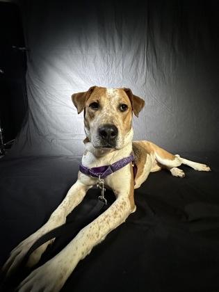 Enlarge Bella, a Adoptable mixed breed in Knoxville, TN image 1/3