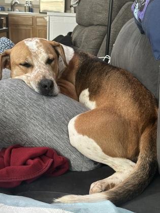 Enlarge Bella, a Adoptable mixed breed in Knoxville, TN image 2/3