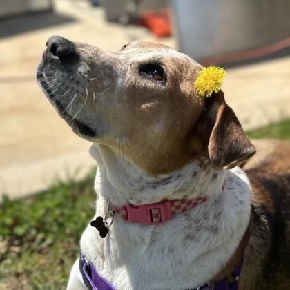 Enlarge Bella, a Adoptable mixed breed in Knoxville, TN image 3/3