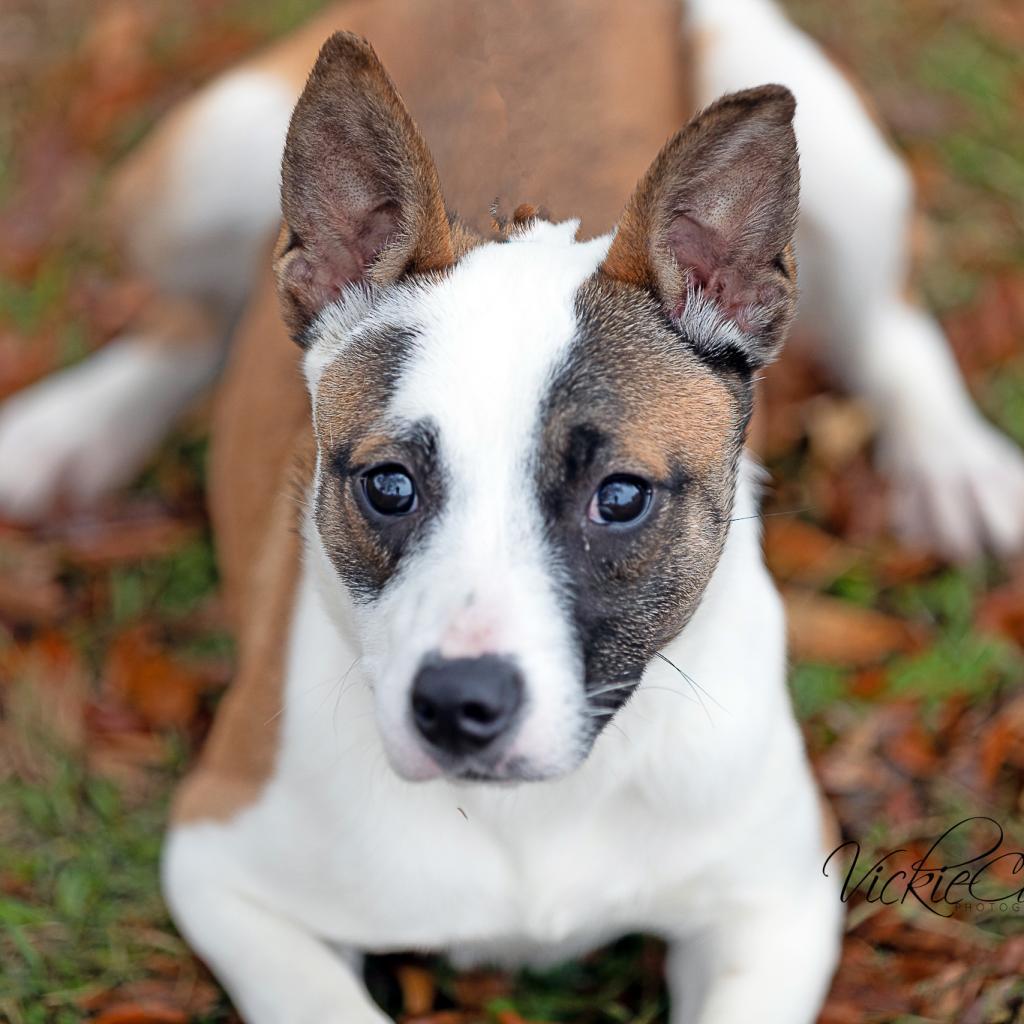 Glitter, Adoptable, Adult Female Terrier & Mixed Breed.