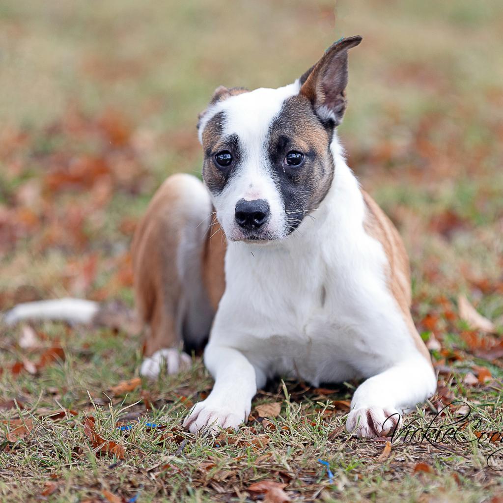 Enlarge Glitter, a Adoptable mixed breed in Abilene, TX image 2/2