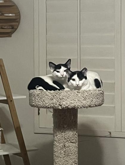 Bella, Adoptable, Young Female Domestic Short Hair & Domestic Short Hair.