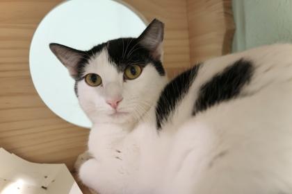 Enlarge Bella, a Adoptable mixed breed in Scottsdale, AZ image 2/3