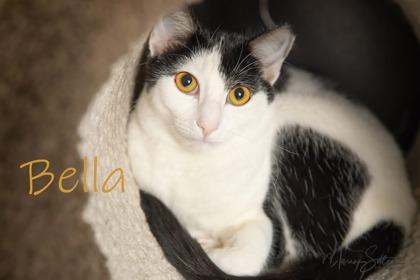 Enlarge Bella, a Adoptable mixed breed in Scottsdale, AZ image 3/3