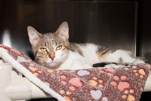 POLLY D, Adoptable, Young Female Domestic Short Hair.