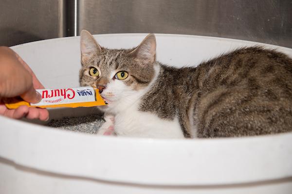 Enlarge POLLY D, a Adoptable Domestic Short Hair in Santa Monica, CA image 1/1