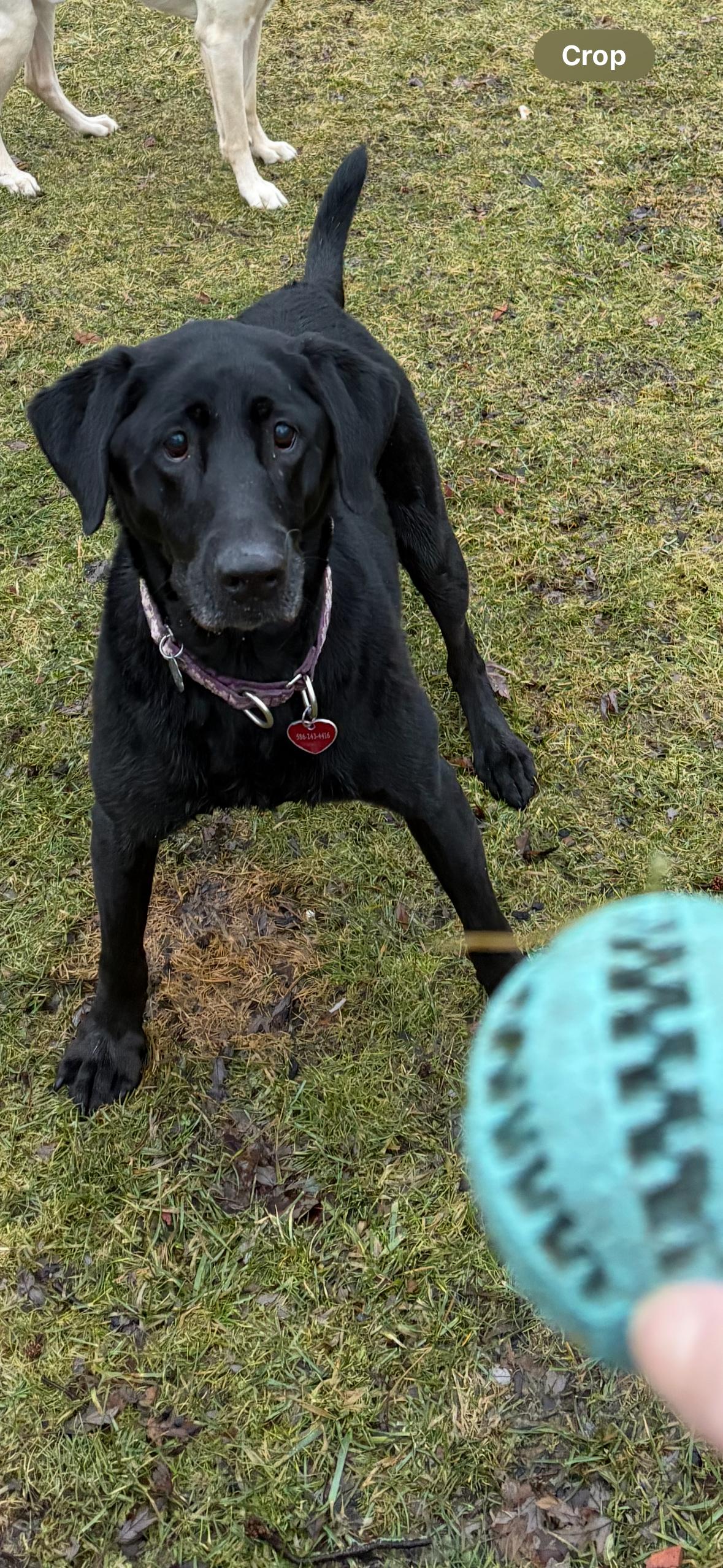 Enlarge Fiona , an adopted Black Labrador Retriever in Troy, MI image 2/4