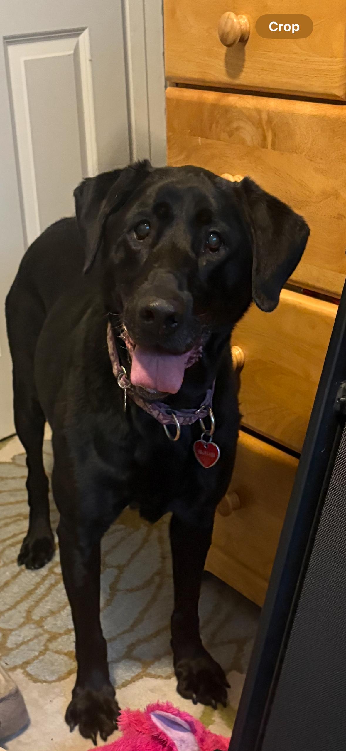 Enlarge Fiona , an adopted Black Labrador Retriever in Troy, MI image 4/4