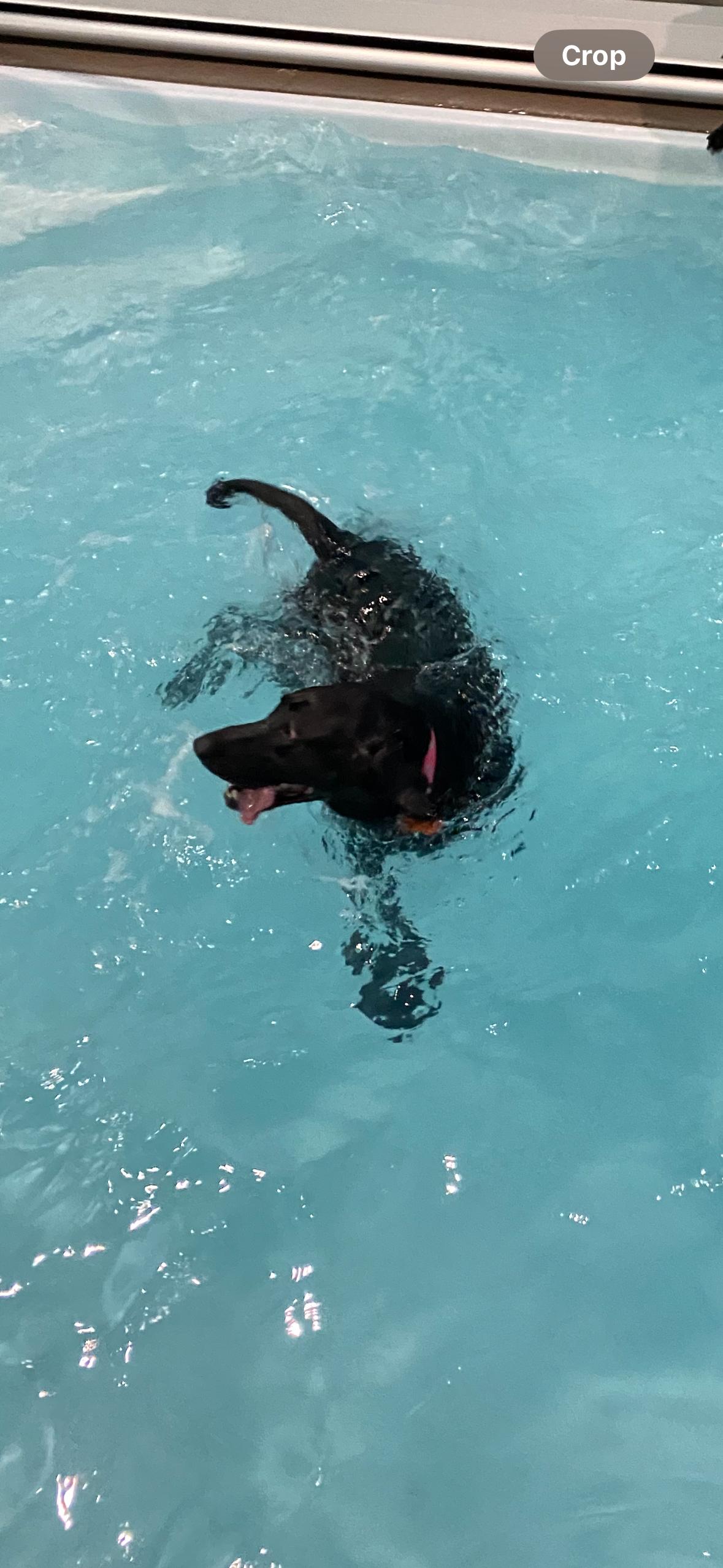 Enlarge Fiona , an adopted Black Labrador Retriever in Troy, MI image 3/4